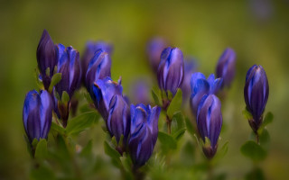 Purple flower bokeh macro plant 2 - derek chittock free wallpaper