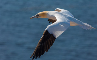 White bird flying over water - bird free wallpaper
