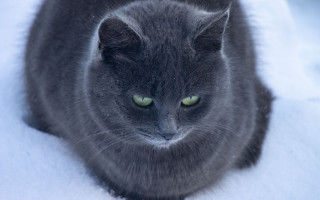 Curious green eyed cat snow - curious free wallpaper