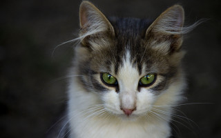 White cat green eyes macro 2 - symmetrical free wallpaper