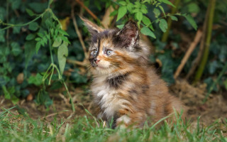 Kitten grass bush impressionism animal - a kitten free wallpaper