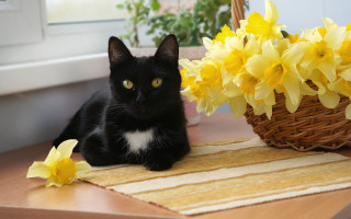 Black cat basket flowers daffodils - a black cat free wallpaper