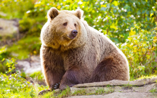 Brown bear rock woods flower - a brown bear free wallpaper