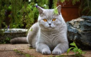 Grey cat sitting nature rocks - a rock free wallpaper