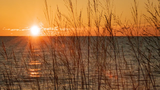 Sunset water tallgrass boat impressionist - the foreground and a boat in the distance free wallpaper