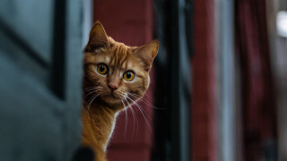 Cat window red door illusion - optical free wallpaper