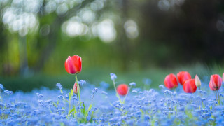 Red tulips blue flowers impressionist - red tulip free wallpaper