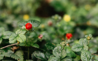 Red flower green bush bokeh - a red flower free wallpaper