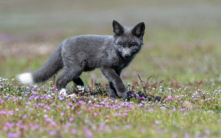 Small gray fox flower field - a gray background free wallpaper
