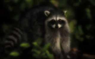 Raccoon bushs sad look animal - a raccoon free wallpaper