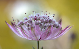 Closeup flower macro blurry background - a blurry background of flowers free wallpaper