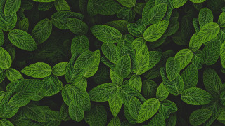 Green leafy plant closeup nature - lot of leaves free wallpaper