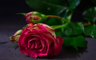 Red rose water droplets dark - a single red rose free wallpaper