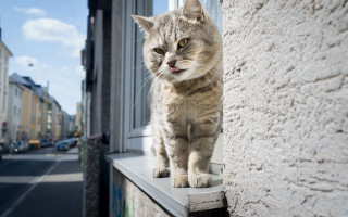 Cat ledge building window street - photography free wallpaper