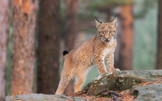 Lynx rock woods blurry nature - the background and a blurry background free wallpaper