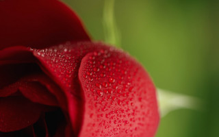 Red flower water droplets green 3 - a red flower free wallpaper
