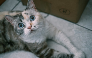Blue eyed cat white blanket - symmetrical free wallpaper