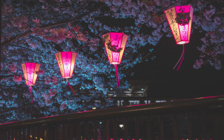 Pink lanterns night tree building - in the foreground free wallpaper