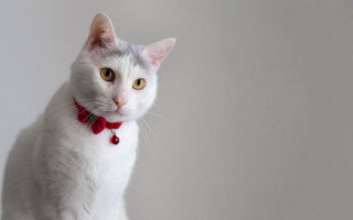 White cat red bow portrait - a red bow tie free wallpaper