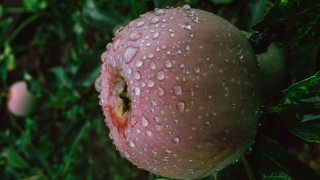Wet apple water droplets macro - wet free wallpaper