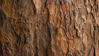 Tree trunk closeup brown black - texture free wallpaper