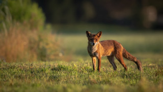 Small fox grassy field bush - a grassy field next free wallpaper