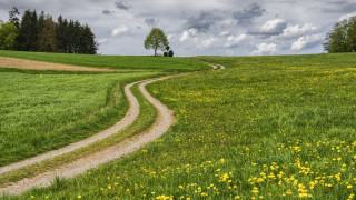 Dirt road green field yellow - a lone tree free wallpaper