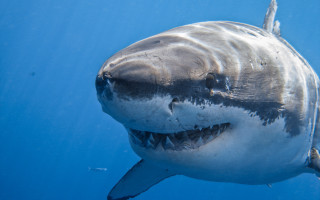 Great white shark camera ocean - great free wallpaper