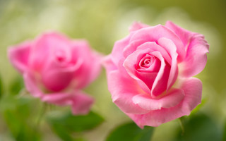 Pink rose garden bokeh macro 5 - rose free wallpaper