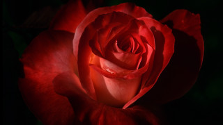 Red rose dark background green - rose free wallpaper