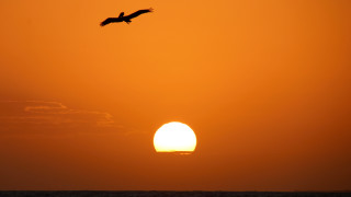 Bird sunset sky mountain ocean - sunset free wallpaper