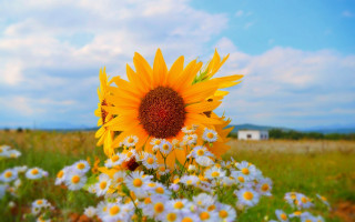 Sunflower daisies blue sky summer - a picture free wallpaper for desktop