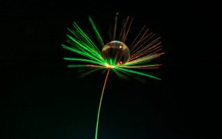 Green yellow flower macro holography - macro photography free wallpaper