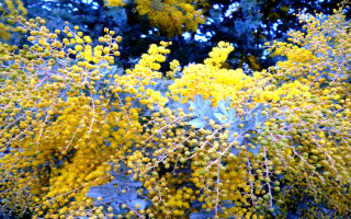 Bush yellow flowers green leaves - pastell free wallpaper