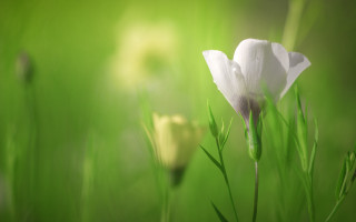 White flower green field blurry - a green field of grass free wallpaper