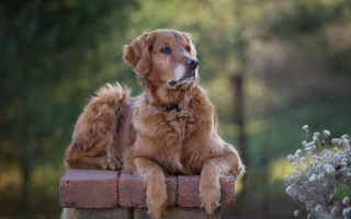 Dog brickwall park bush photorealism - a dog free wallpaper