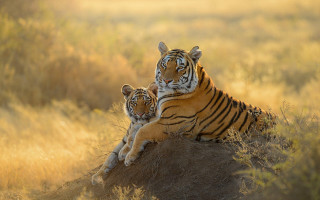 Tiger bengal art jigsaw wildlife - two tiger free wallpaper