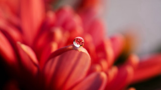 Water drop red flower macro - a red flower free wallpaper