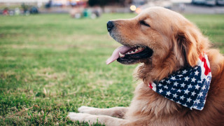 Dog bandana lying grass park - dof free wallpaper