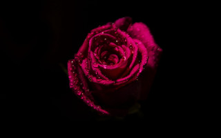 Pink rose water droplets dark - a pink rose free wallpaper