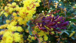Bush yellow flowers green leaves 2 - yellow flower free wallpaper