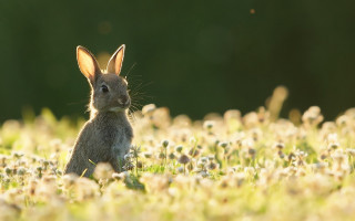 Rabbit dandelions bokeh outdoors flower - beatrix potter free wallpaper