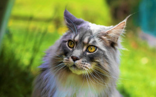 Regal renaissance cat yellow eyes - renaissance free wallpaper