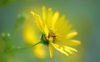 Yellow flower green stem blurry 2 - macro photography free wallpaper
