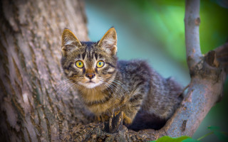 Cat sitting tree sad eyes - a jigsaw puzzle free wallpaper