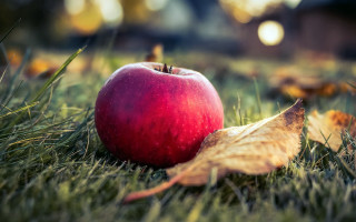 Red apple green field leaf - ground free wallpaper