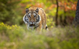 Tiger forest blurry depthoffield motionblur - a tiger free wallpaper