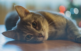 Cat on table blurry lights - the background and a blurry background free wallpaper