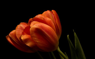 Orange flower black background still - single free wallpaper