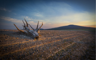 Dead tree field mountain sunset - daryush shokof free wallpaper
